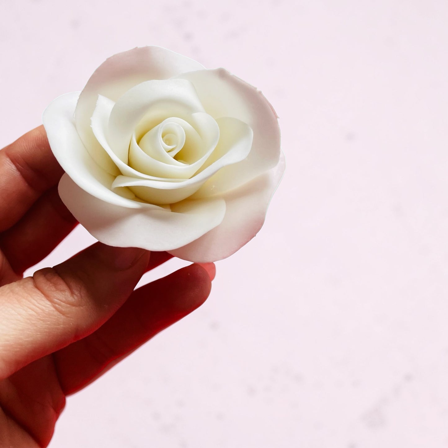 White Sugar Rose